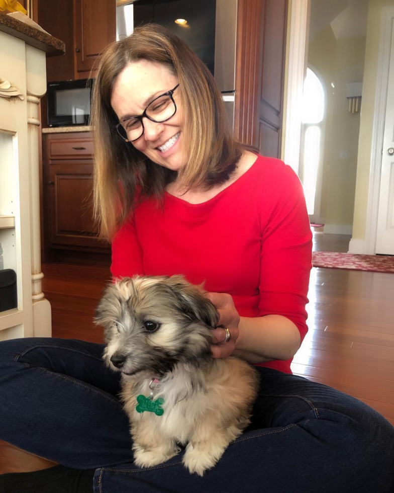 St Clairsville Havanese Pup