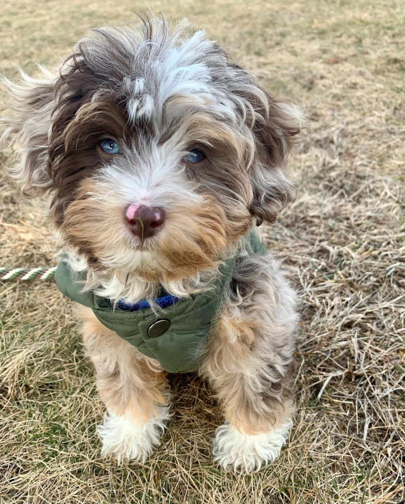 Smart Mini Aussiedoodle Poodle Mix Pup