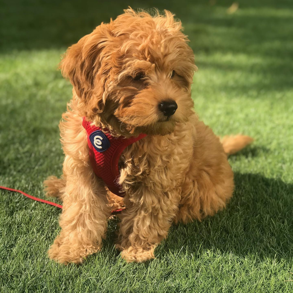 Mini Goldendoodle Being Cute