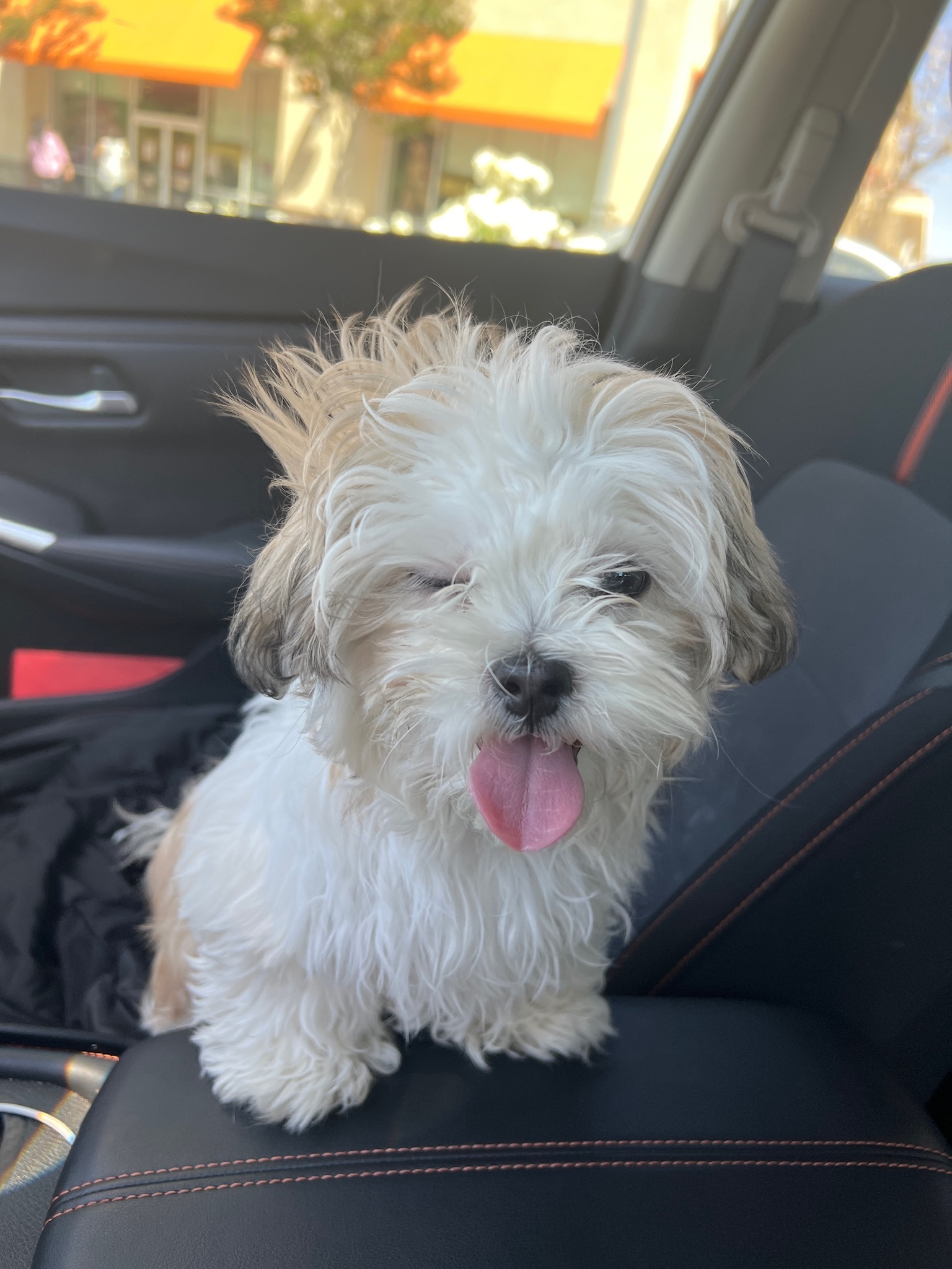 Teddy Bear Puppy for Adoption