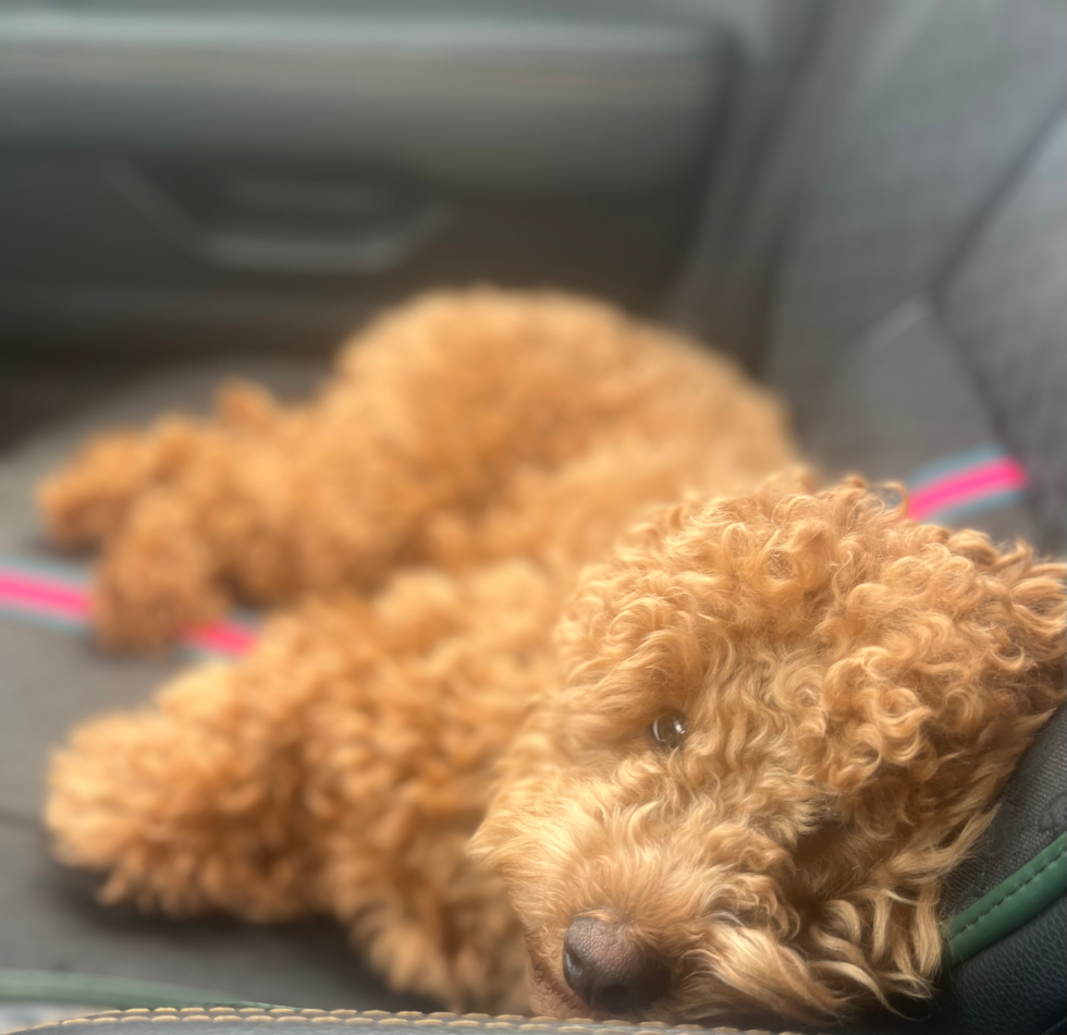 Smart Mini Goldendoodle Poodle Mix Pup