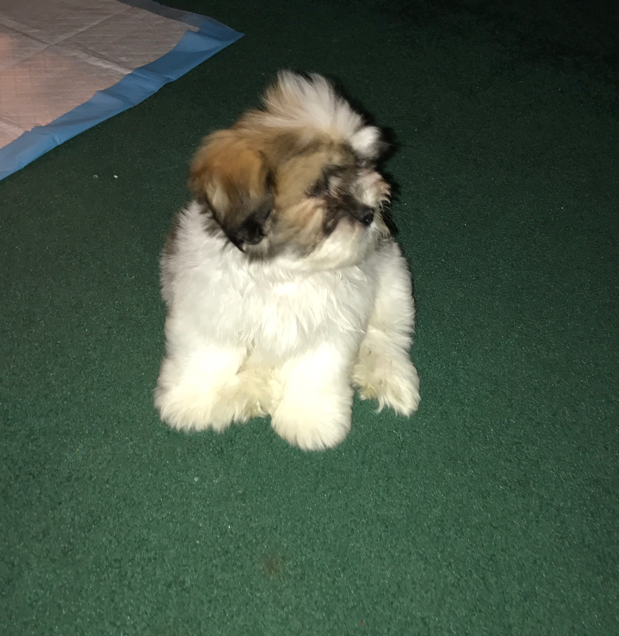Friendly Teddy Bear Baby
