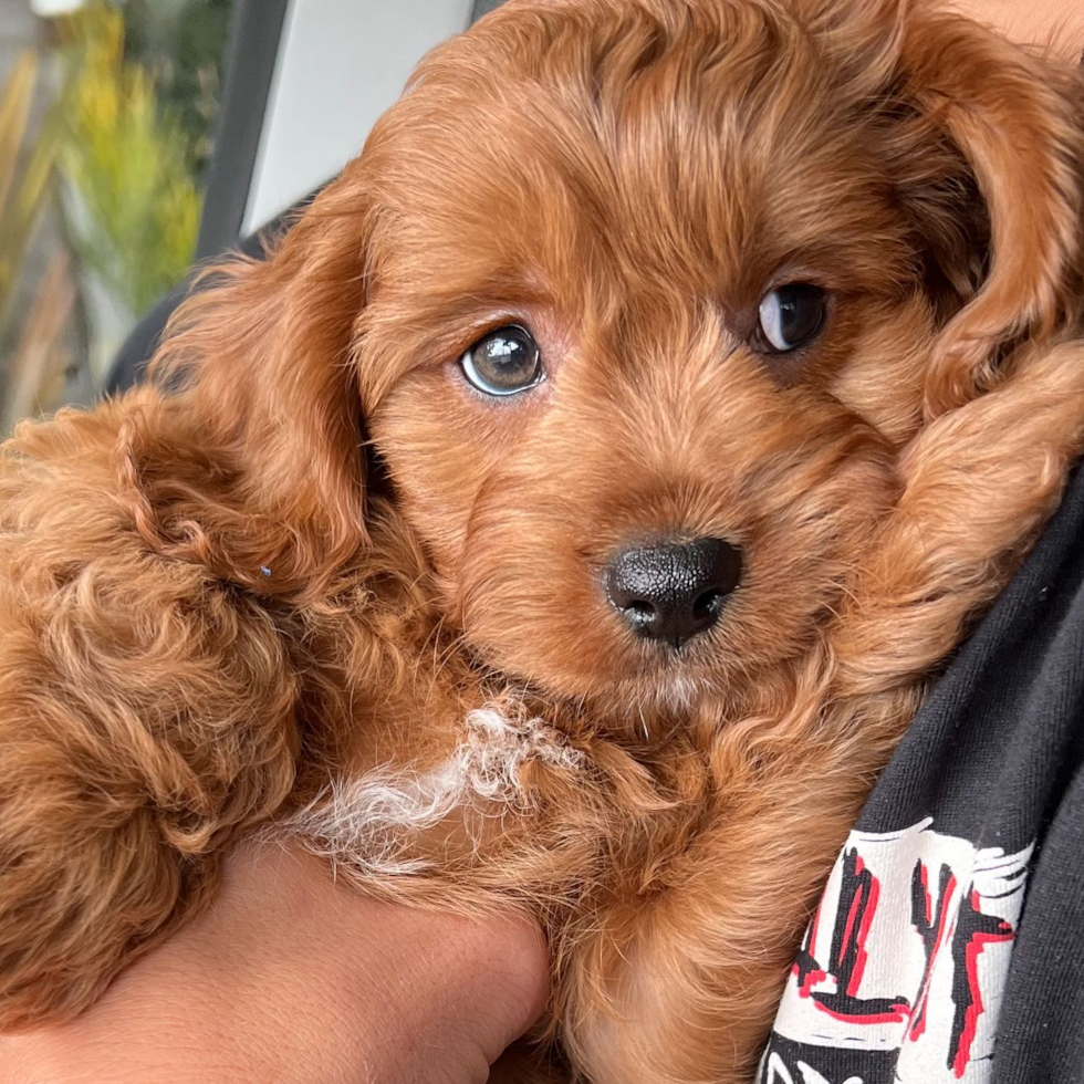 Playful Cavoodle Poodle Mix Pup