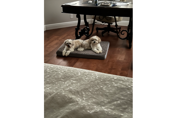 Teddy Bear Puppy for Adoption