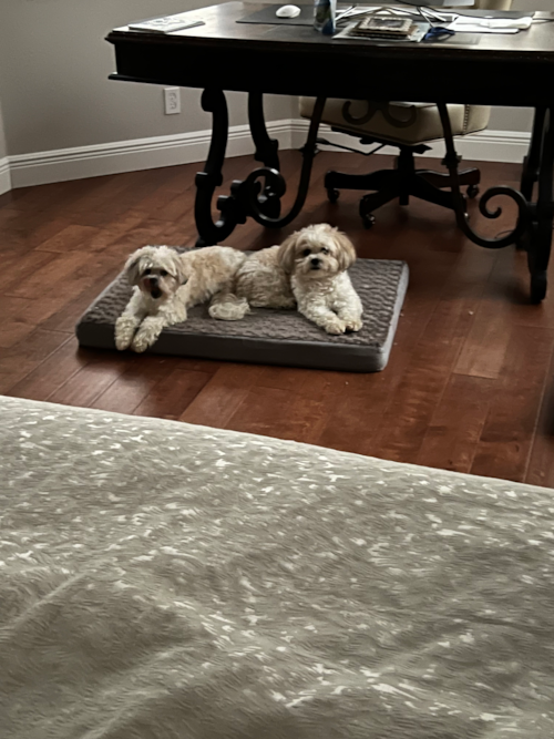 Kimber / Maddie, a Teddy Bear puppy from Greenburg PA Teddy Bear Being Cute