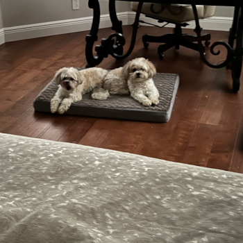 Teddy Bear Being Cute