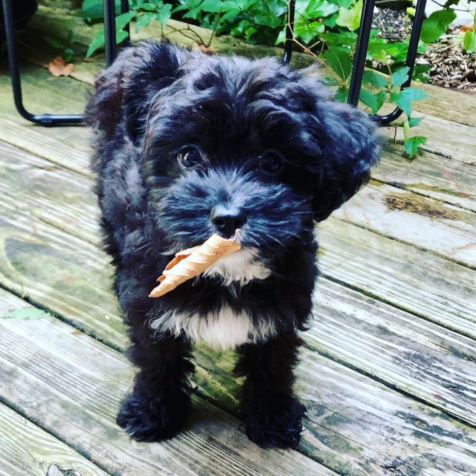 Brooklyn Mini Aussiedoodle Pup