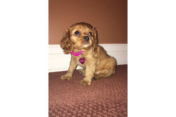 Best Cavalier King Charles Spaniel Baby