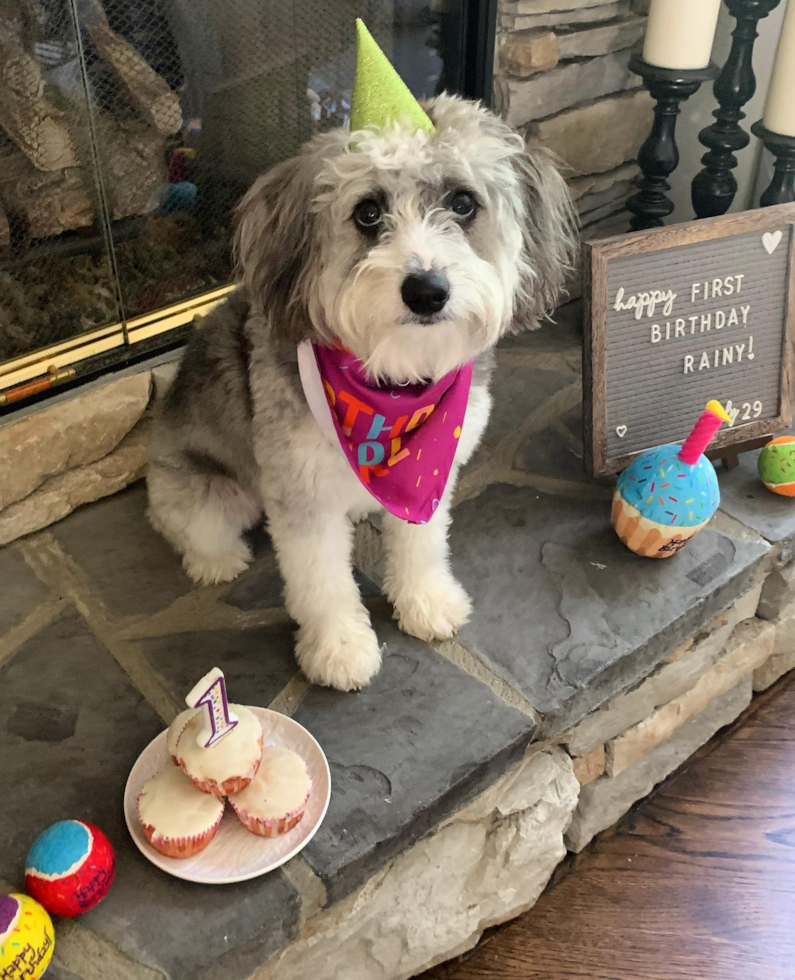 Funny Mini Aussiedoodle Poodle Mix Pup