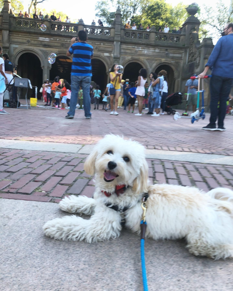 Friendly Maltipoo Pup