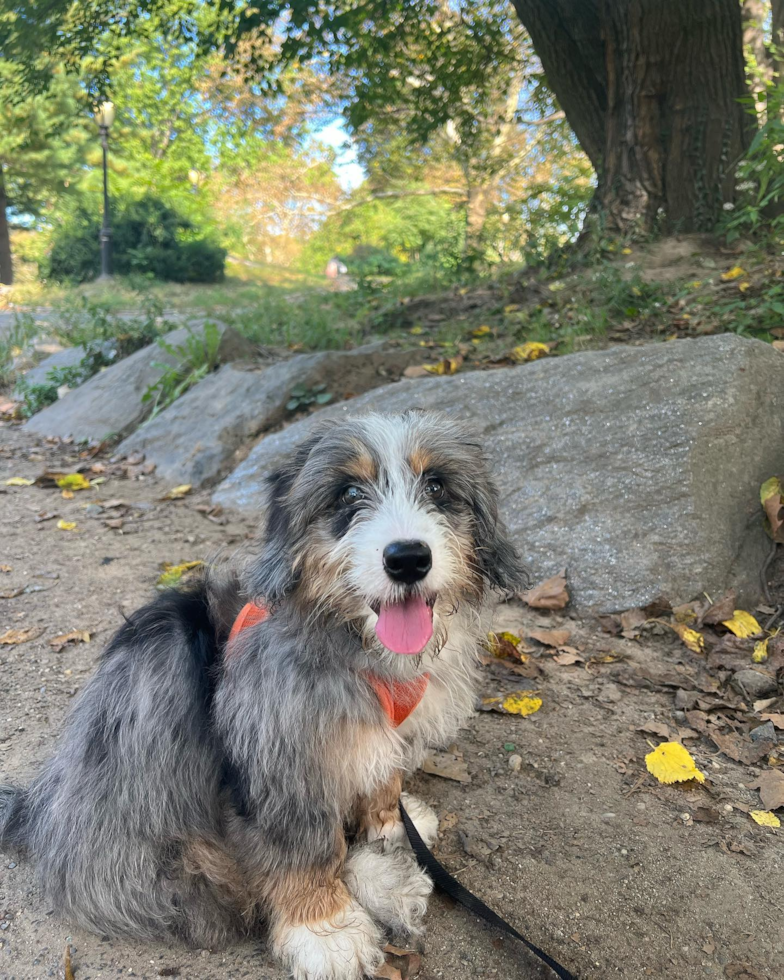 Mini Bernedoodle Being Cute