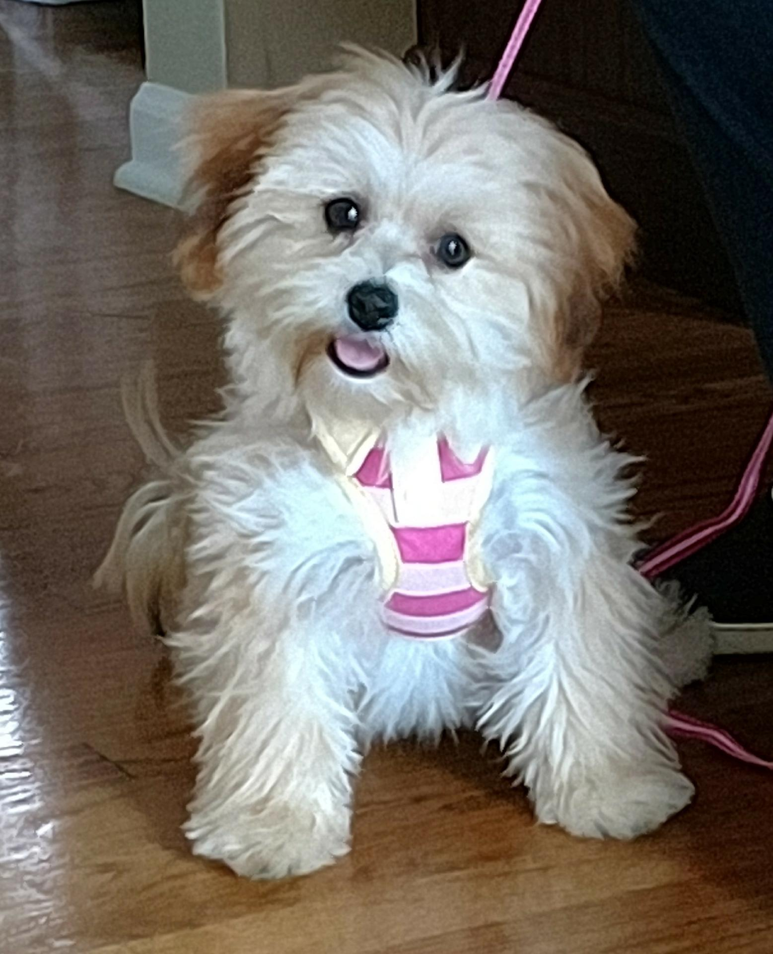 Morkie Pup Being Cute