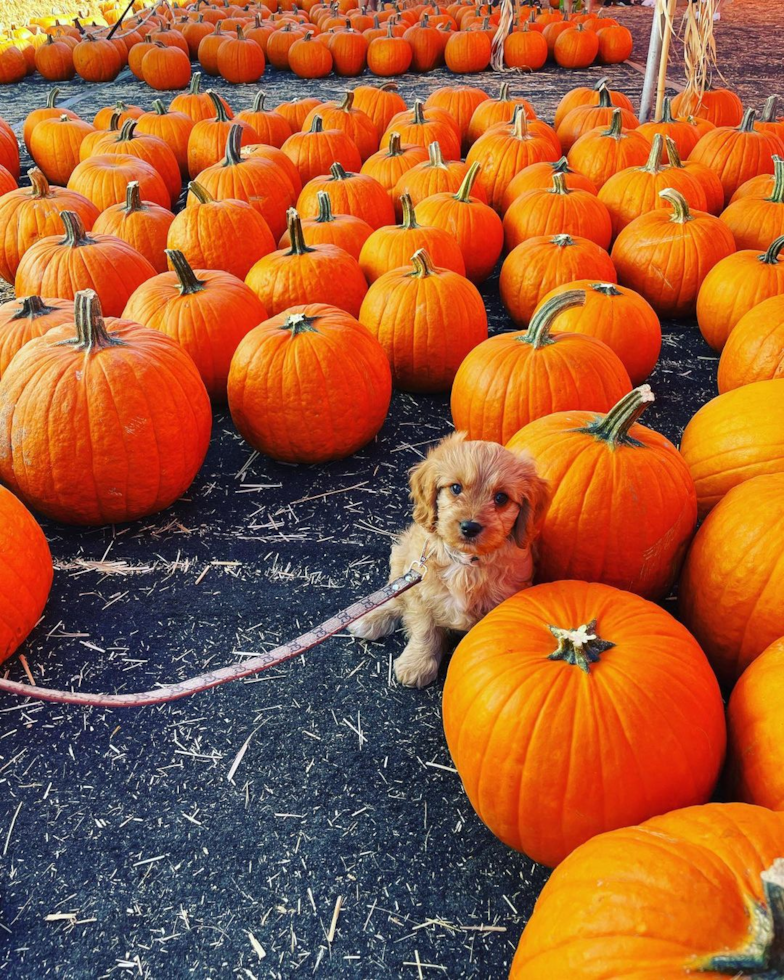 Fluffy Cavapoo Poodle Mix Pup