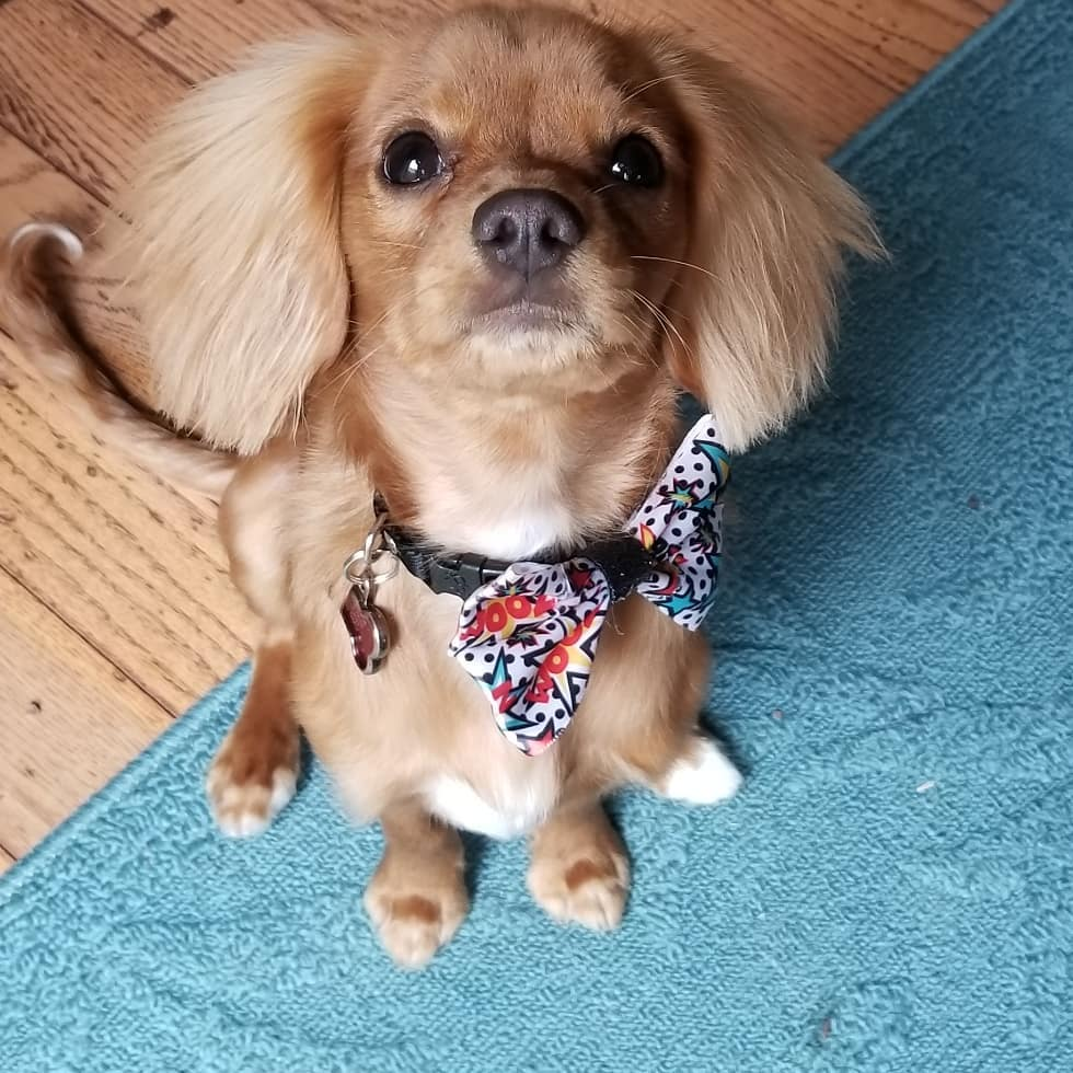 Akc Registered Cavalier King Charles Spaniel Pup