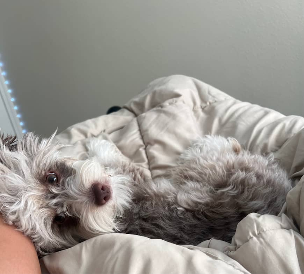 Mini Aussiedoodle Being Cute