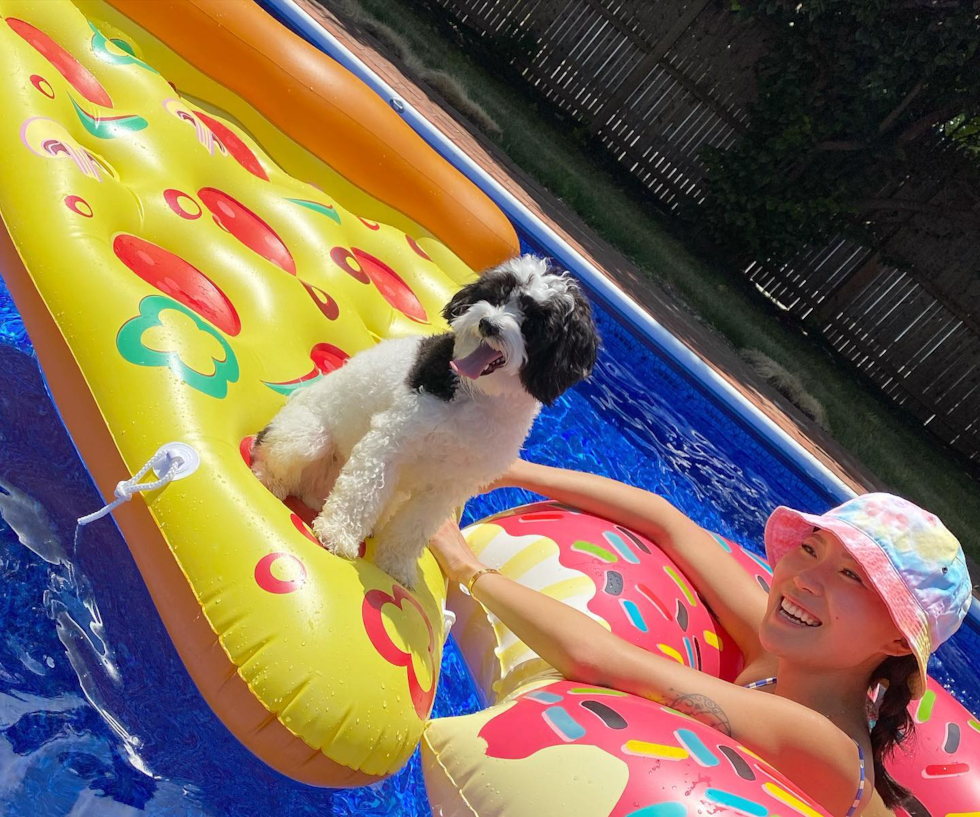 Playful Havanese Purebred Pup