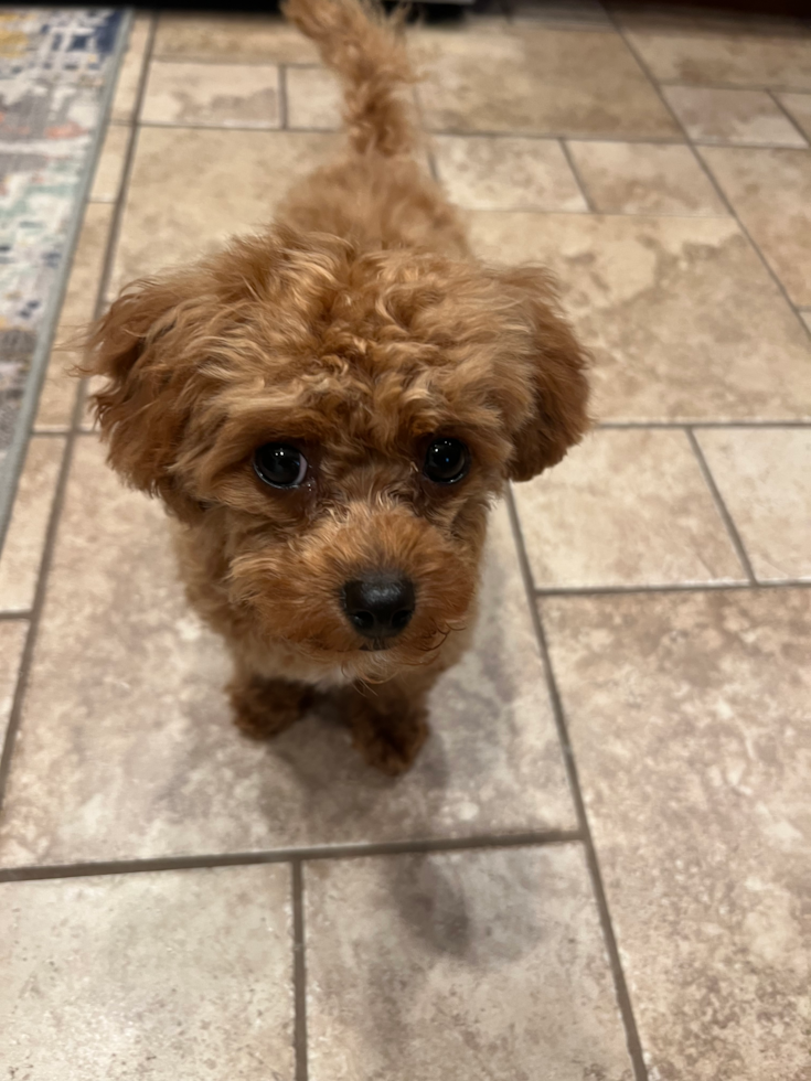 Happy Cavapoo Pup in Des Plaines IL