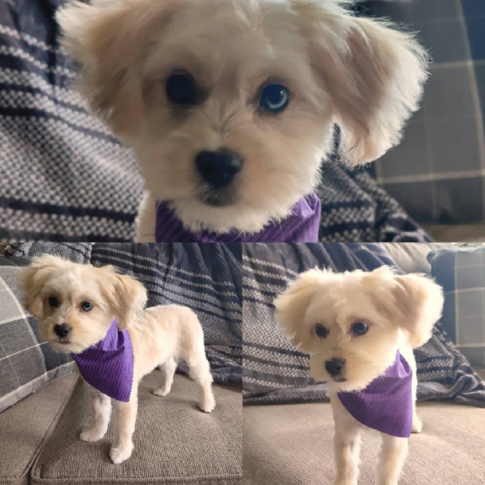 OREGON Mini Aussiedoodle Pup