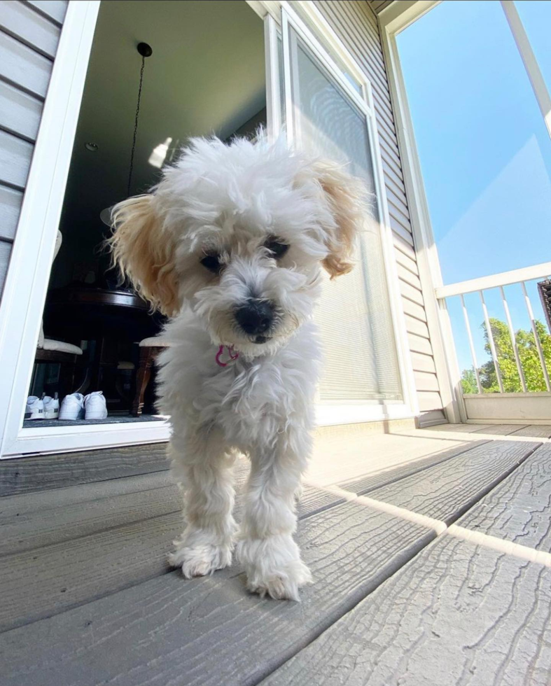 Happy Poochon Pup