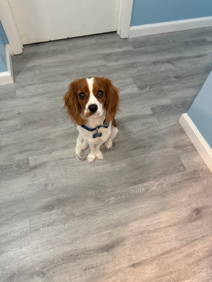 Friendly Cavalier King Charles Spaniel Purebred Pup