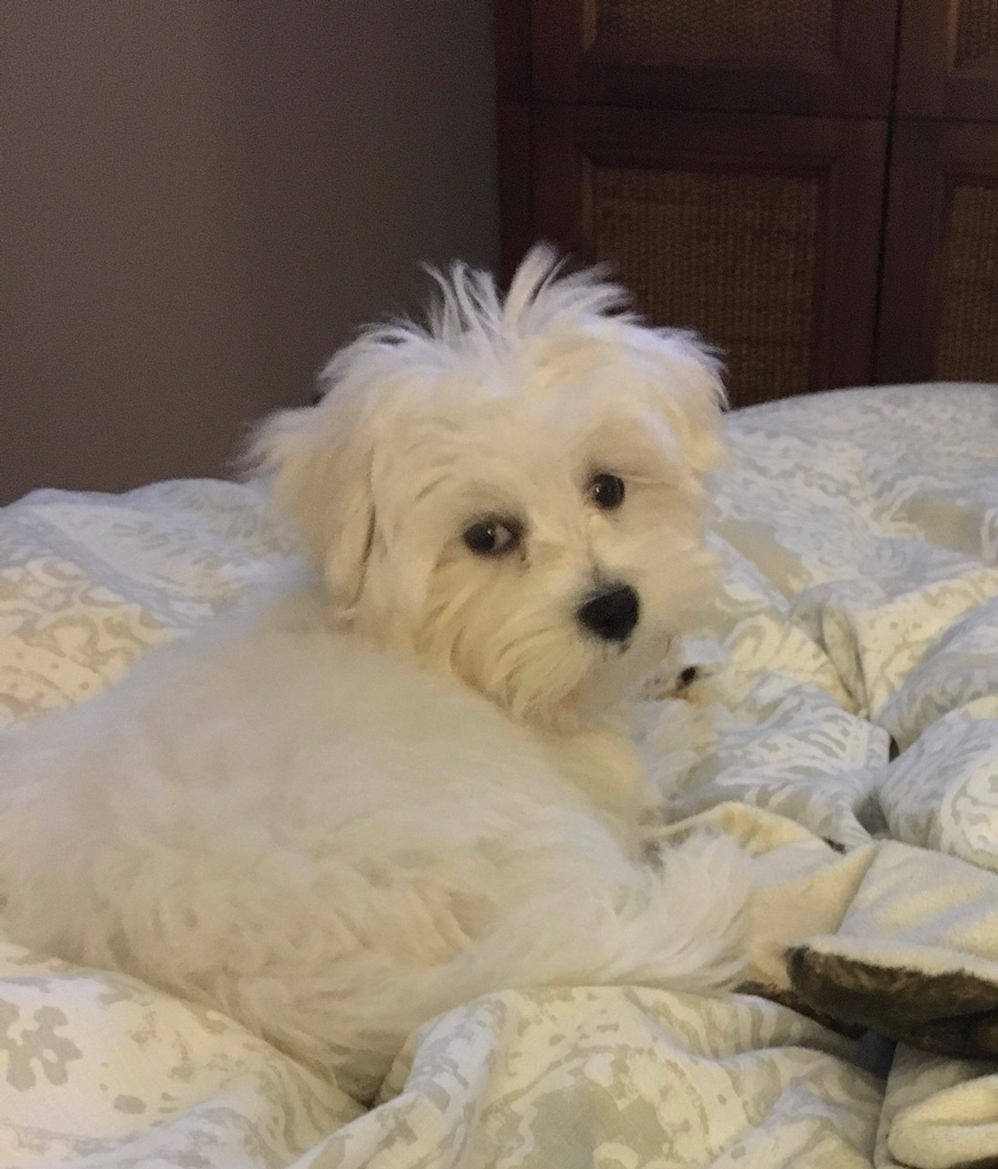 Maltese Pup Being Cute