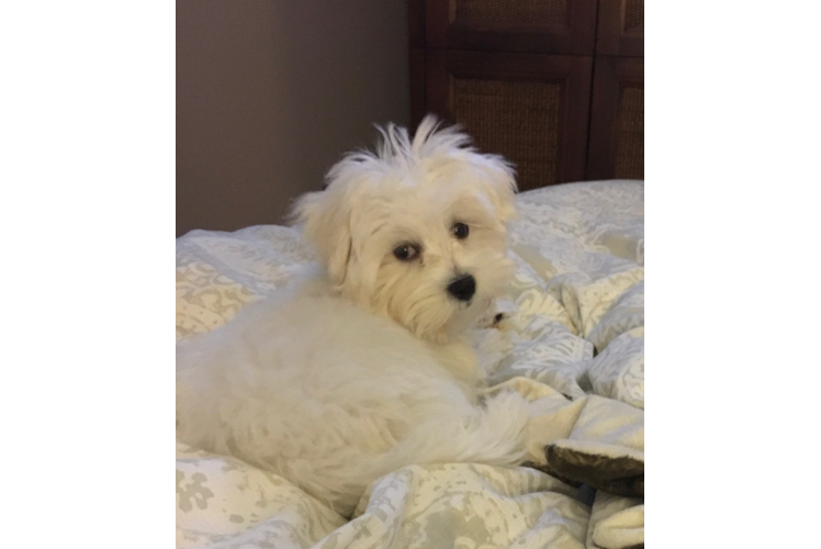 Maltese Pup Being Cute