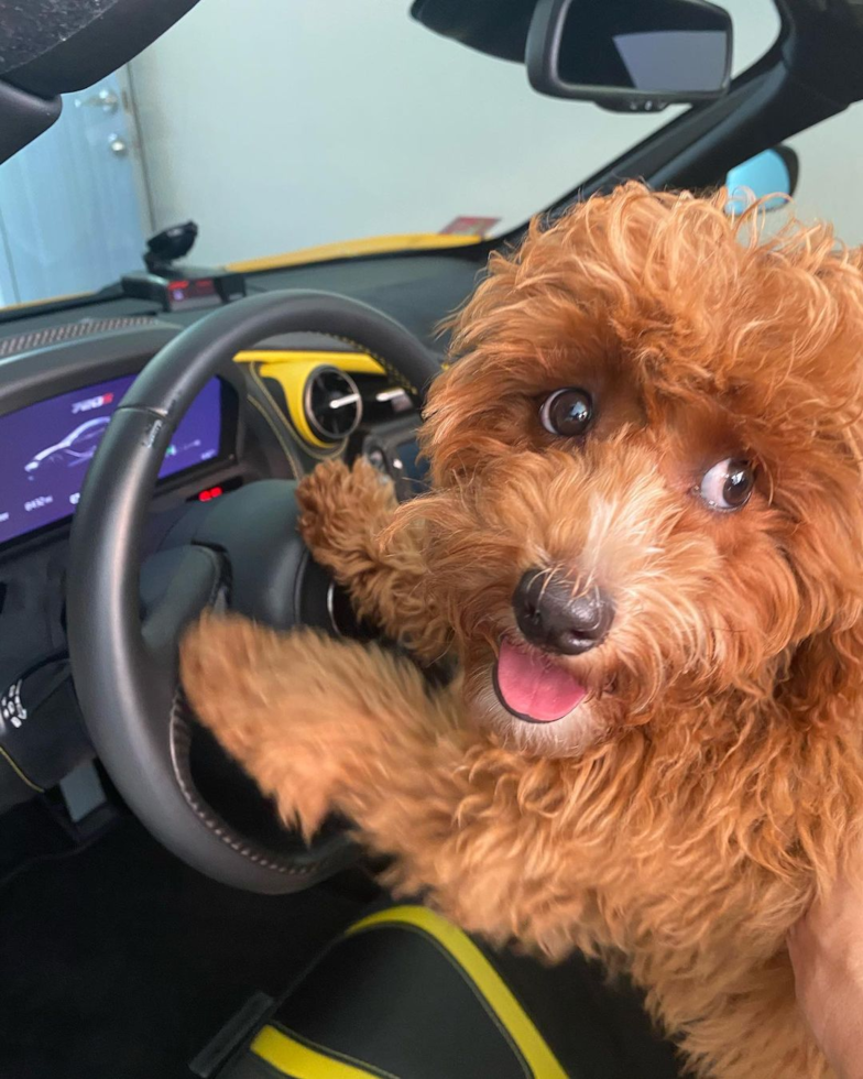 Adorable Cavoodle Poodle Mix Pup