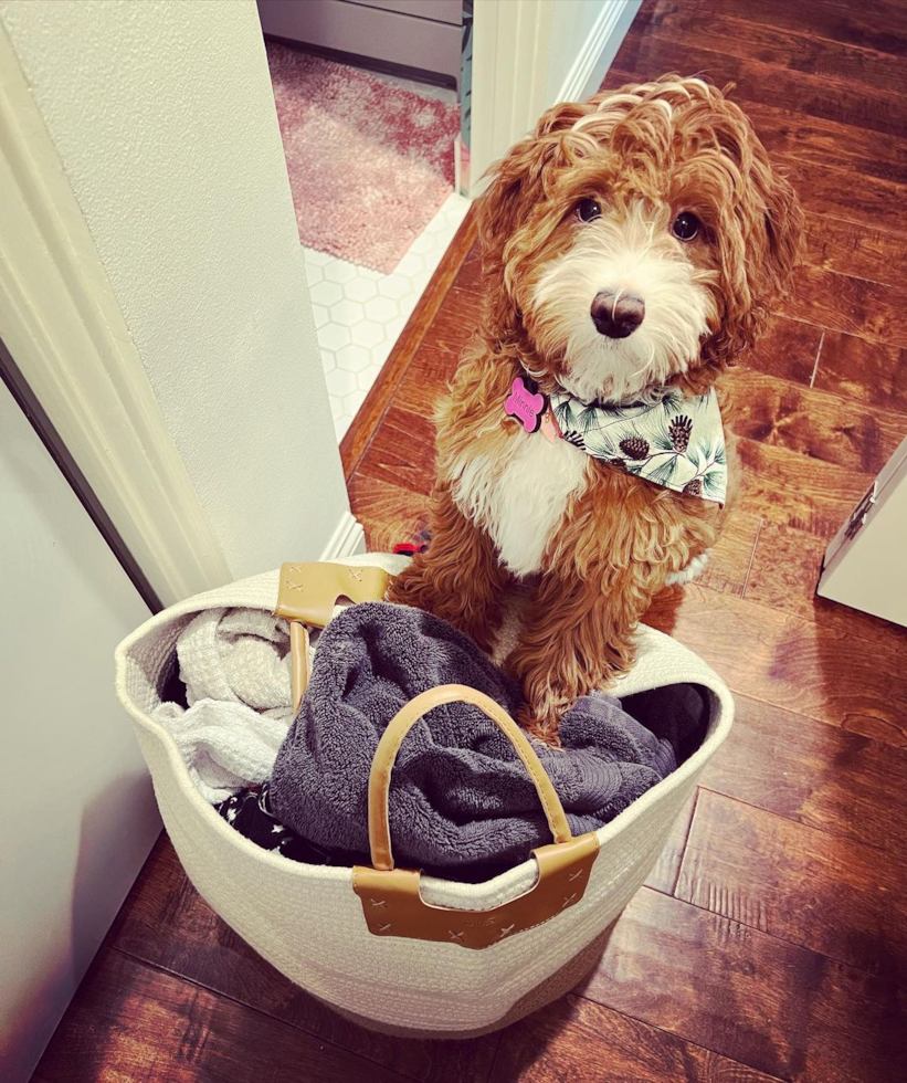 Mini Goldendoodle Being Cute