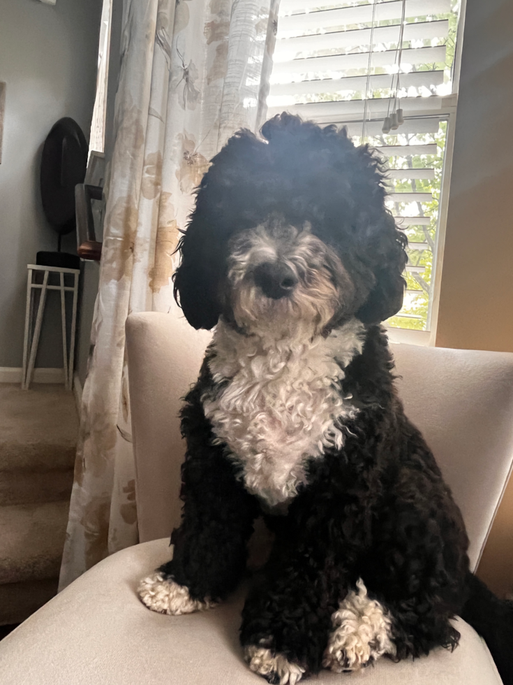 Mini Sheepadoodle Pup