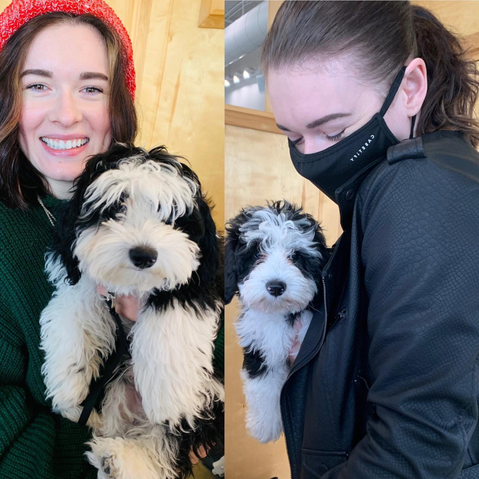 Happy Mini Sheepadoodle Pup