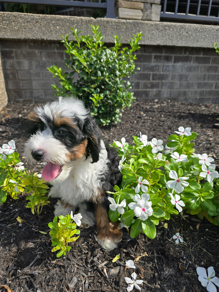 Petite Mini Aussiedoodle Poodle Mix Pup