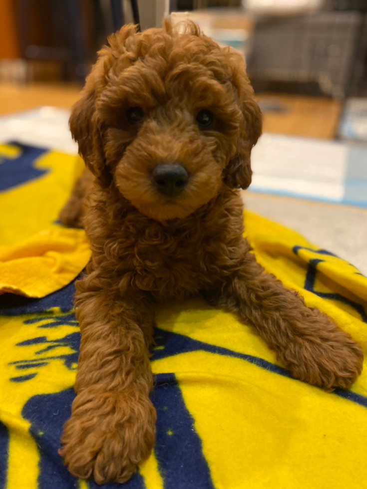 Petite Mini Goldendoodle Poodle Mix Pup