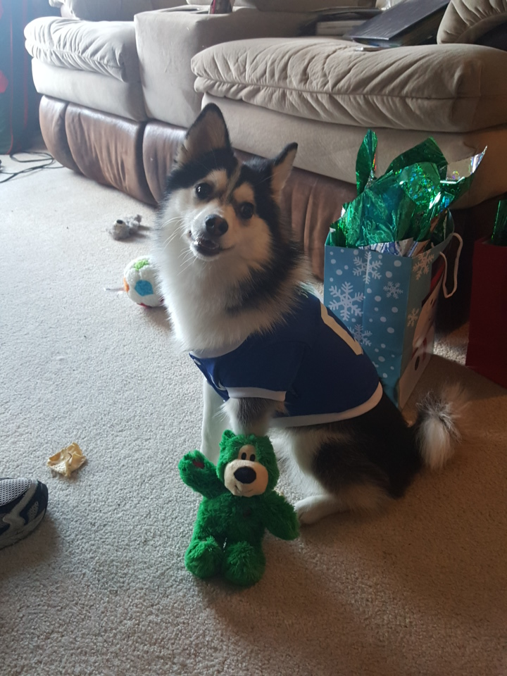 Best Pomsky Baby