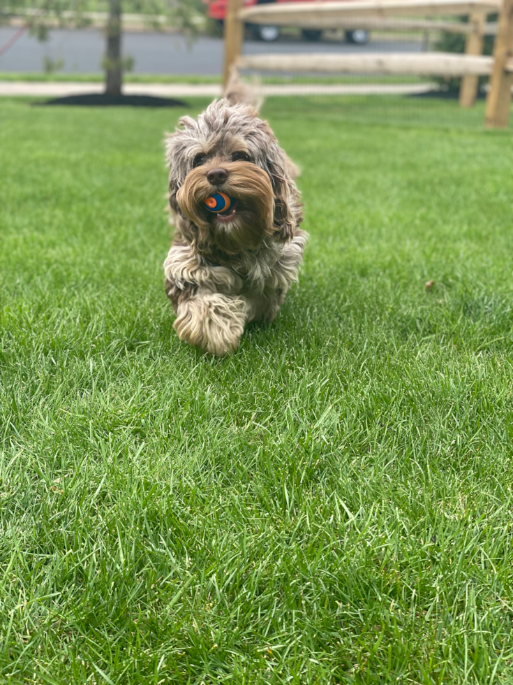 Cockapoo Being Cute