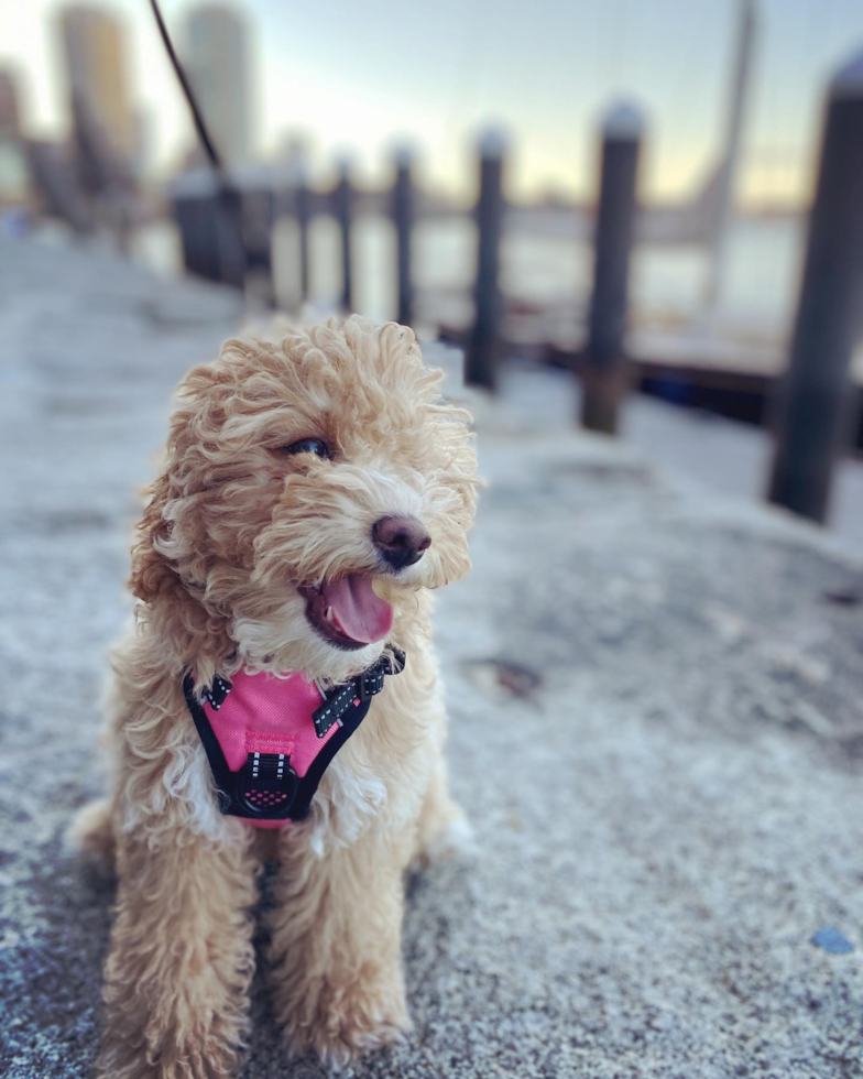 Harvey Cedars Poodle Pup