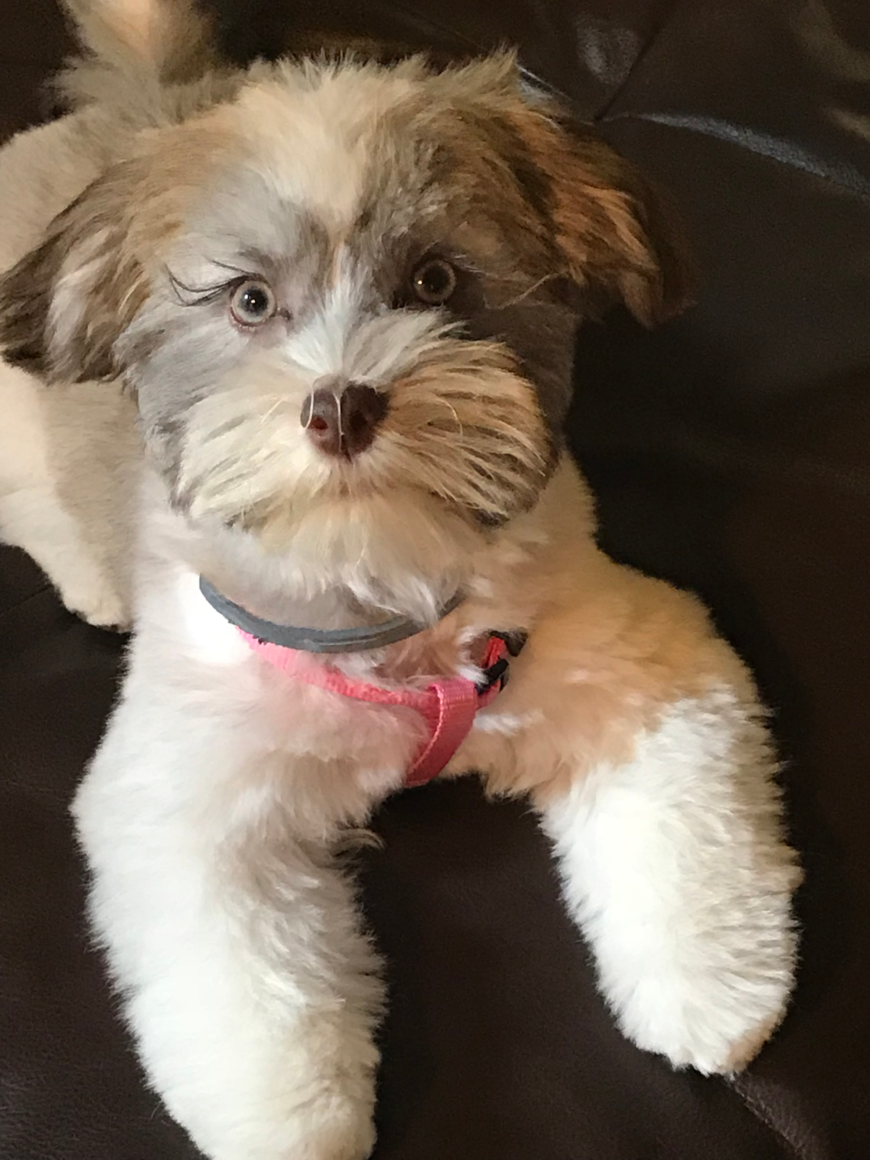 Little Havanese Baby