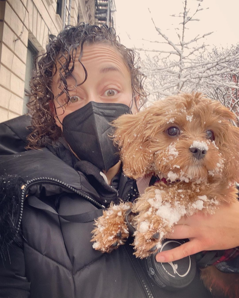 Fluffy Cavapoo Poodle Mix Pup