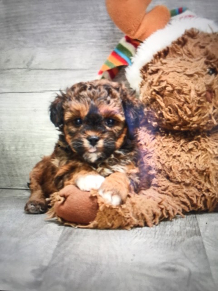 Fluffy Teddy Bear Designer Pup