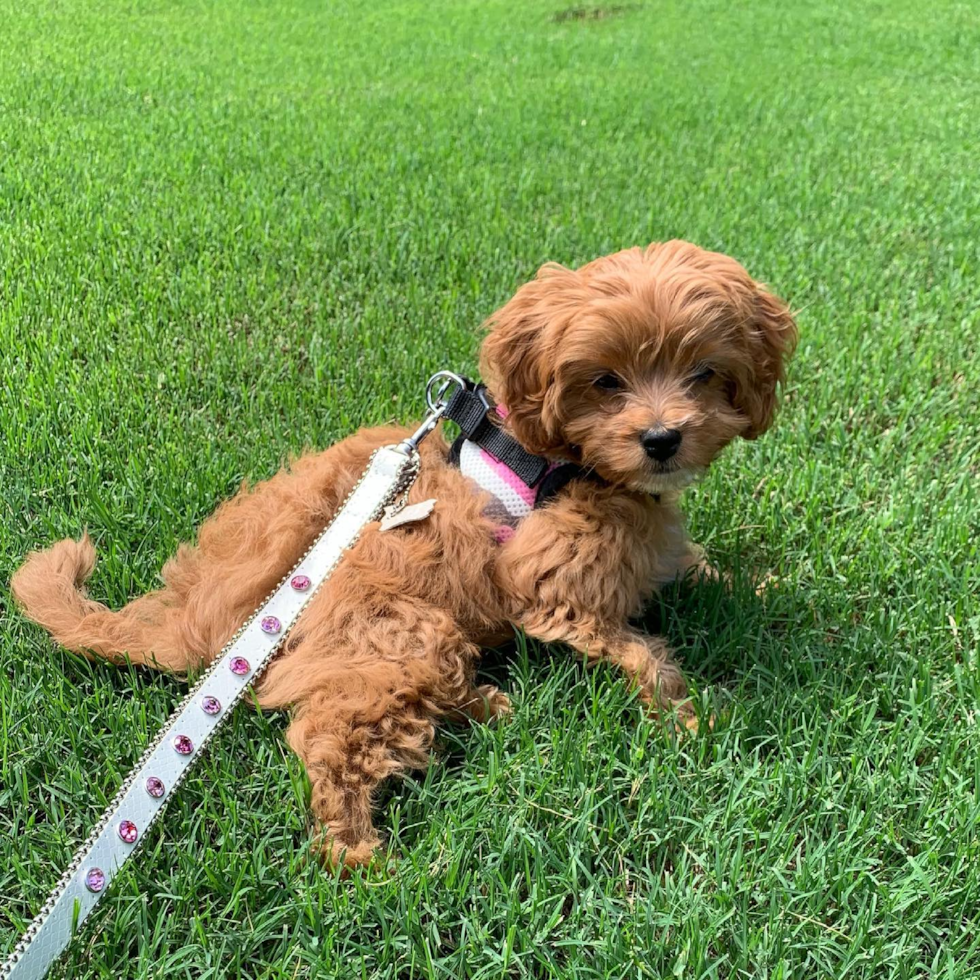 Fluffy Cavapoo Poodle Mix Pup