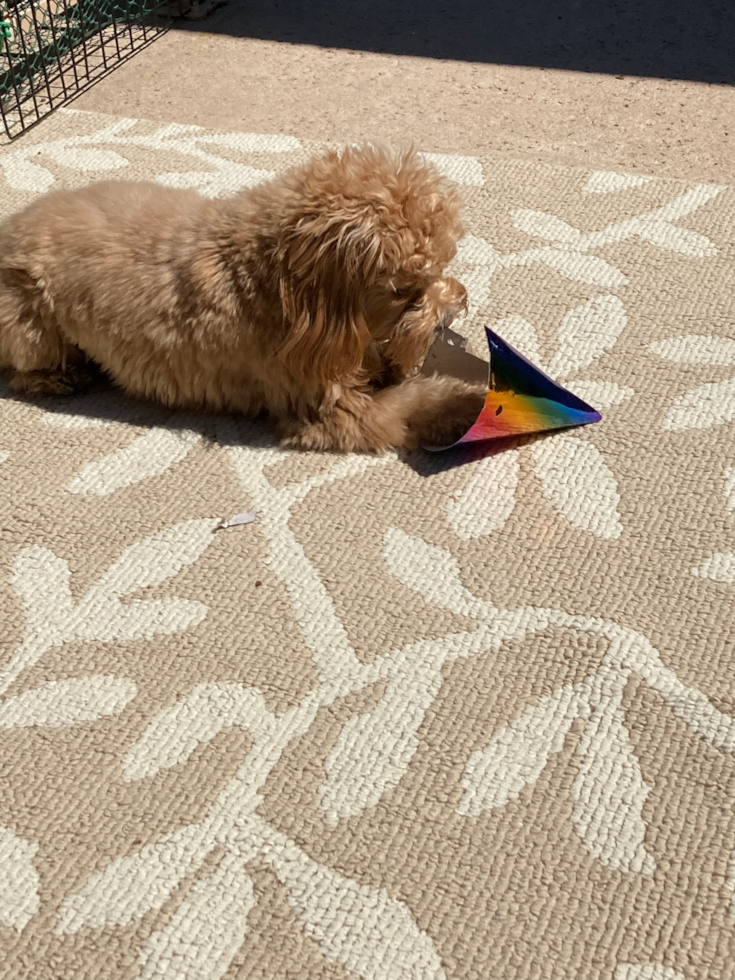 Energetic Cavoodle Poodle Mix Pup