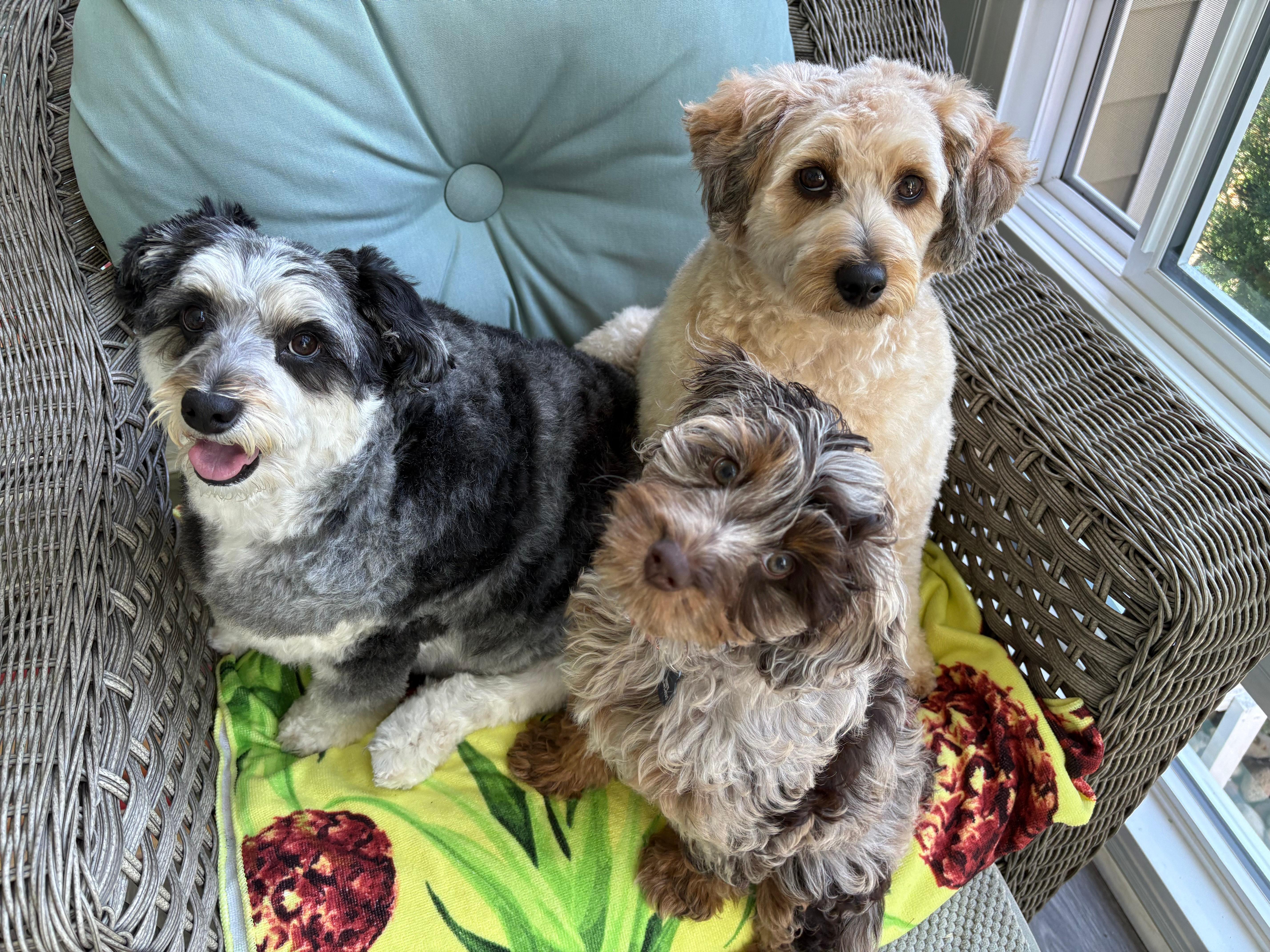 Popular Cockapoo Poodle Mix Pup