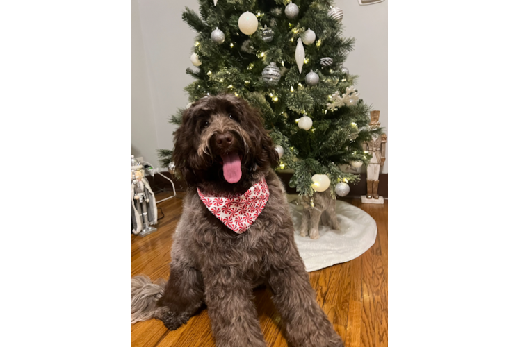 Cute Portuguese Water Dog Purebred Puppy