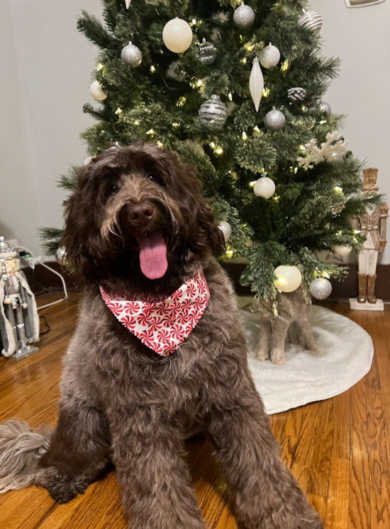 Portuguese Water Dog