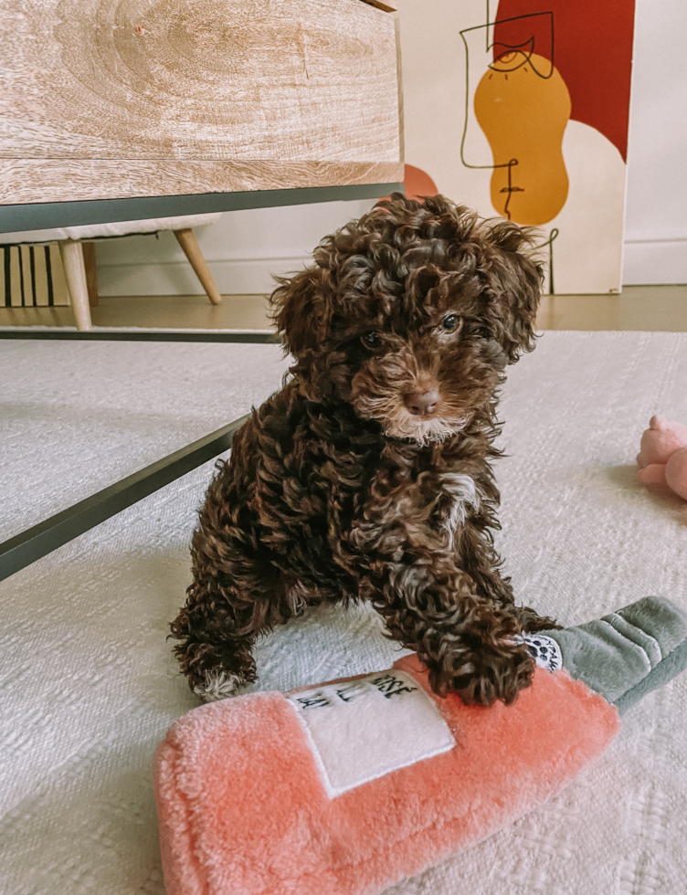 Akc Registered Poodle Purebred Pup