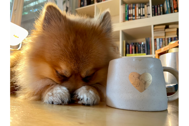 Smart Pomeranian Purebred Puppy