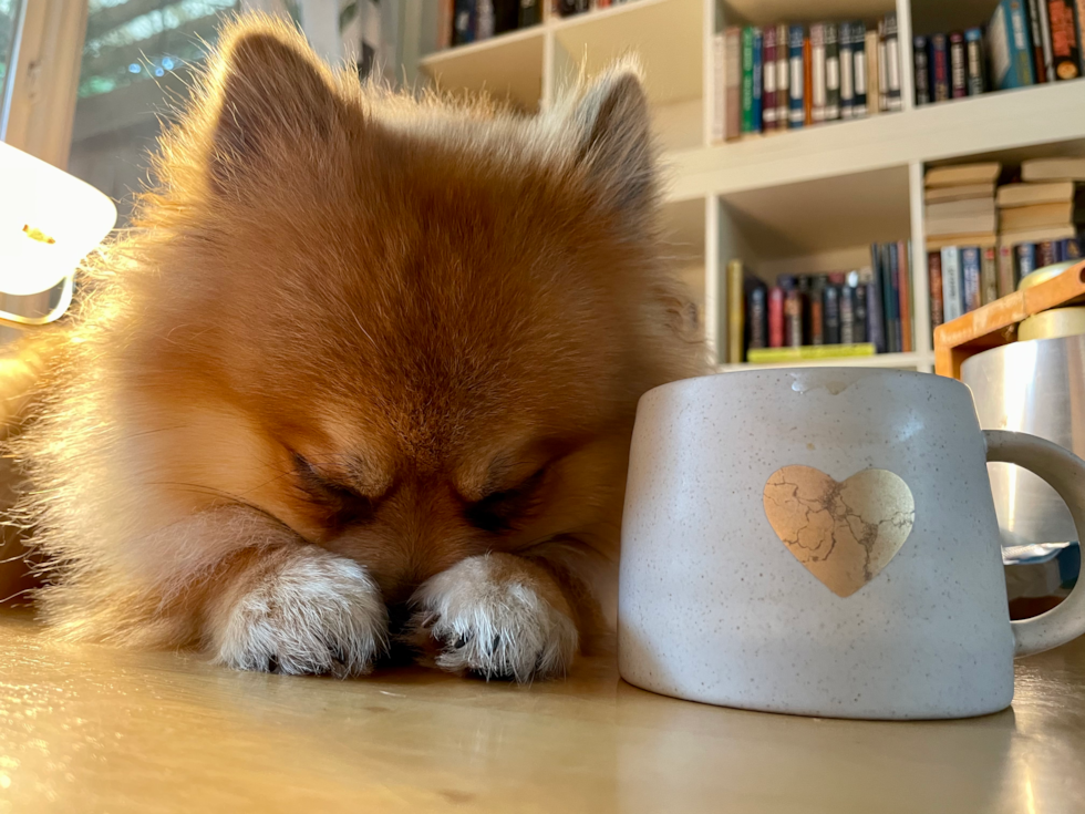 Pomeranian Being Cute