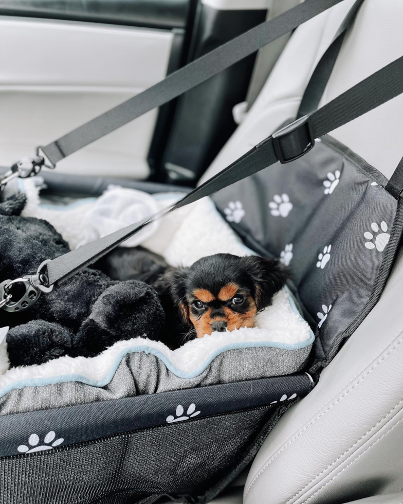 Friendly Cavalier King Charles Spaniel Pup