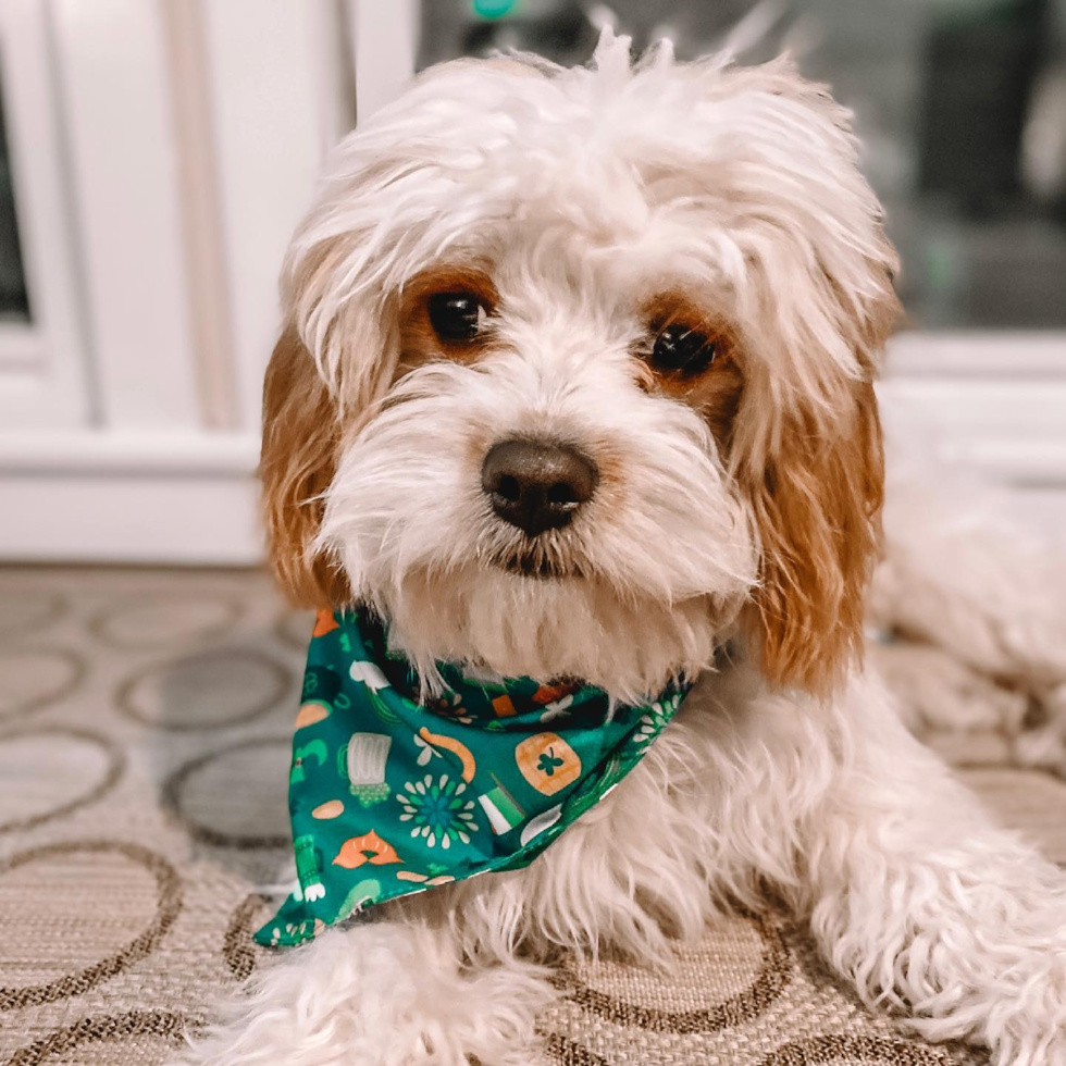 Small Cavachon Pup in Boston MA