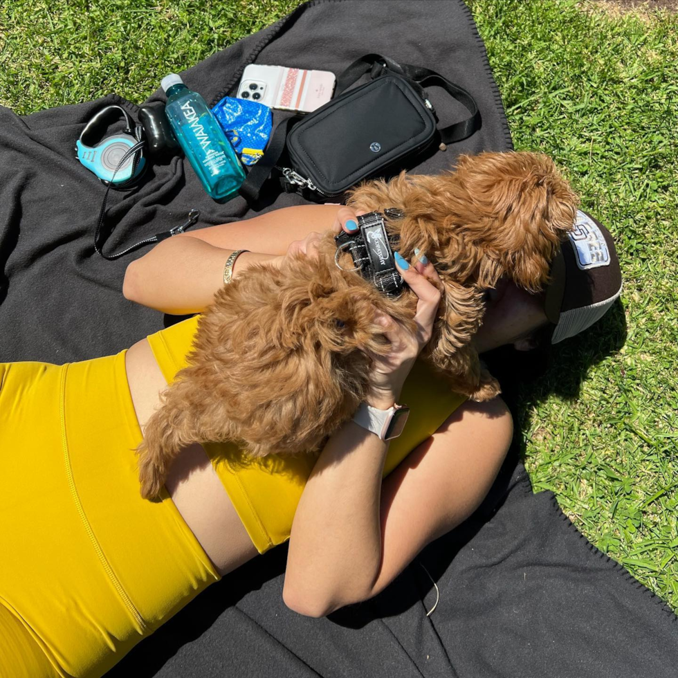 Small Mini Goldendoodle Pup in San Diego CA