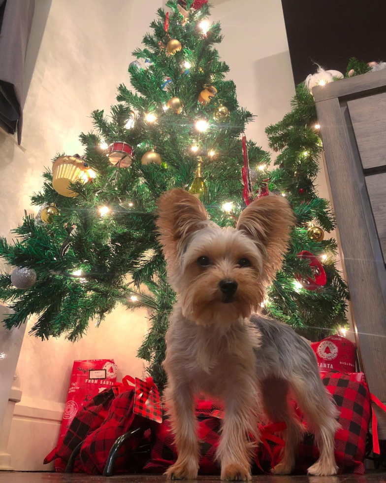 New York Yorkshire Terrier Pup